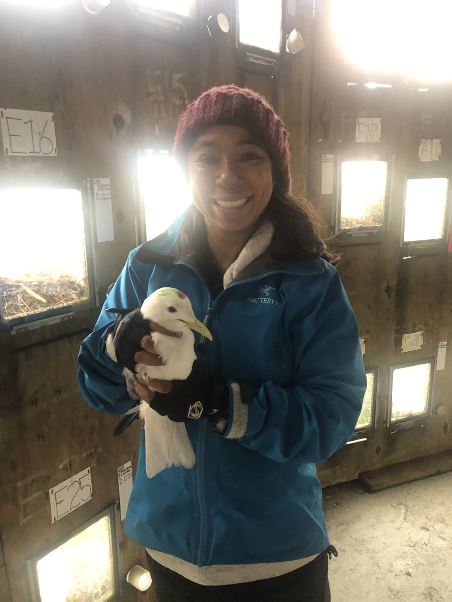 What a productive field season at Middleton Island! We deployed & retrieved 30 @staroddi heart loggers & @TechnosmartEu gps-accs from black-legged kittiwakes! A special thanks to @killerwhelan, Katelyn Depot, Scott & Martha Hatch & core crew for making this work possible!