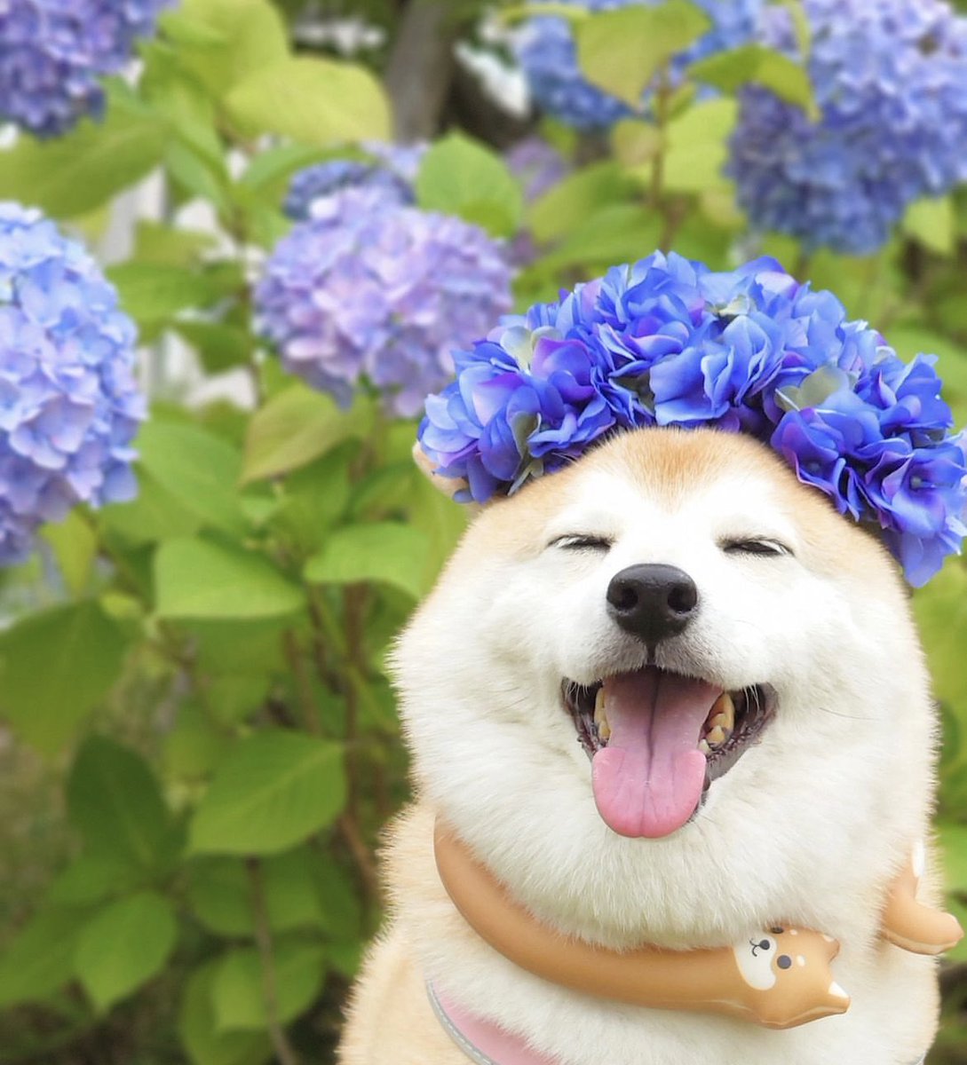 catandradec's tweet photo. Good morning $Doge friends ☀️ Happy Friday 💛 https://t.co/vWxaelJM3I
