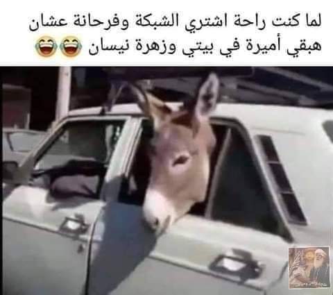 مساء الفل والياسمين على الجميع ☺️😅