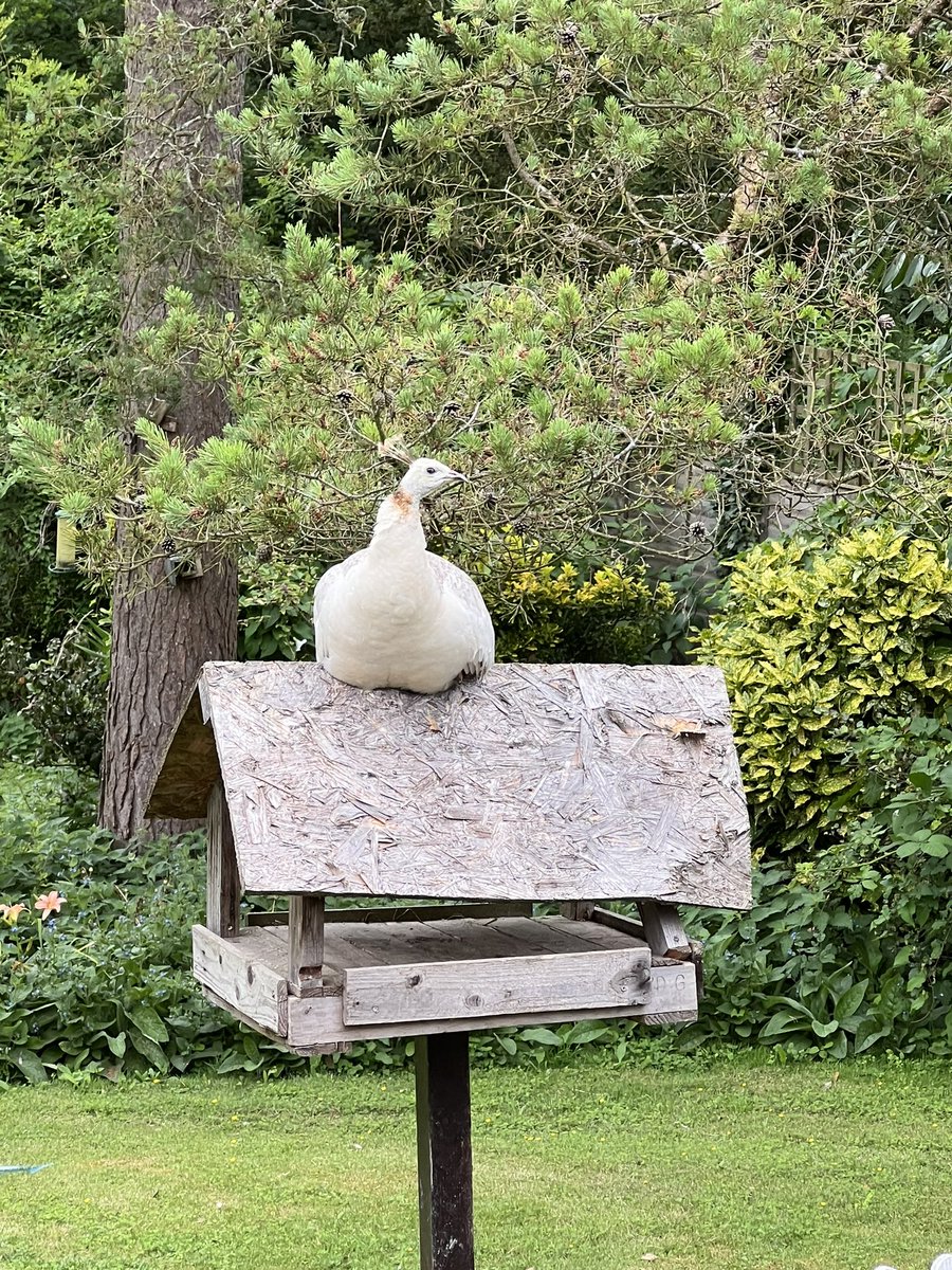 lisafaye5678's tweet image. Well I suppose it is a bird table #birdtable @RSPBNews #roamingpeahen #peafowl #shesawanderer