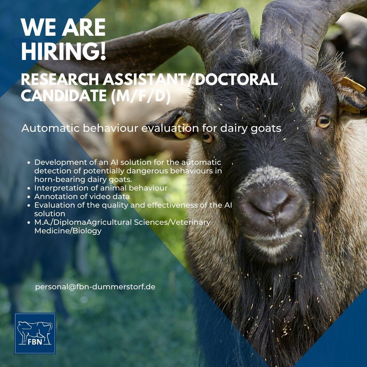 🚨 HIRING! 🚨
Ready to join our team? 
We are looking for our future colleague. You have a Master degree in Agricultural Sciences/Vet Medicine or Biology and are interested in behaviour evaluation for dairy goats?
Apply and meet the crew 👨‍🦲👩🐐

More info: ow.ly/7PZf50P1t5V