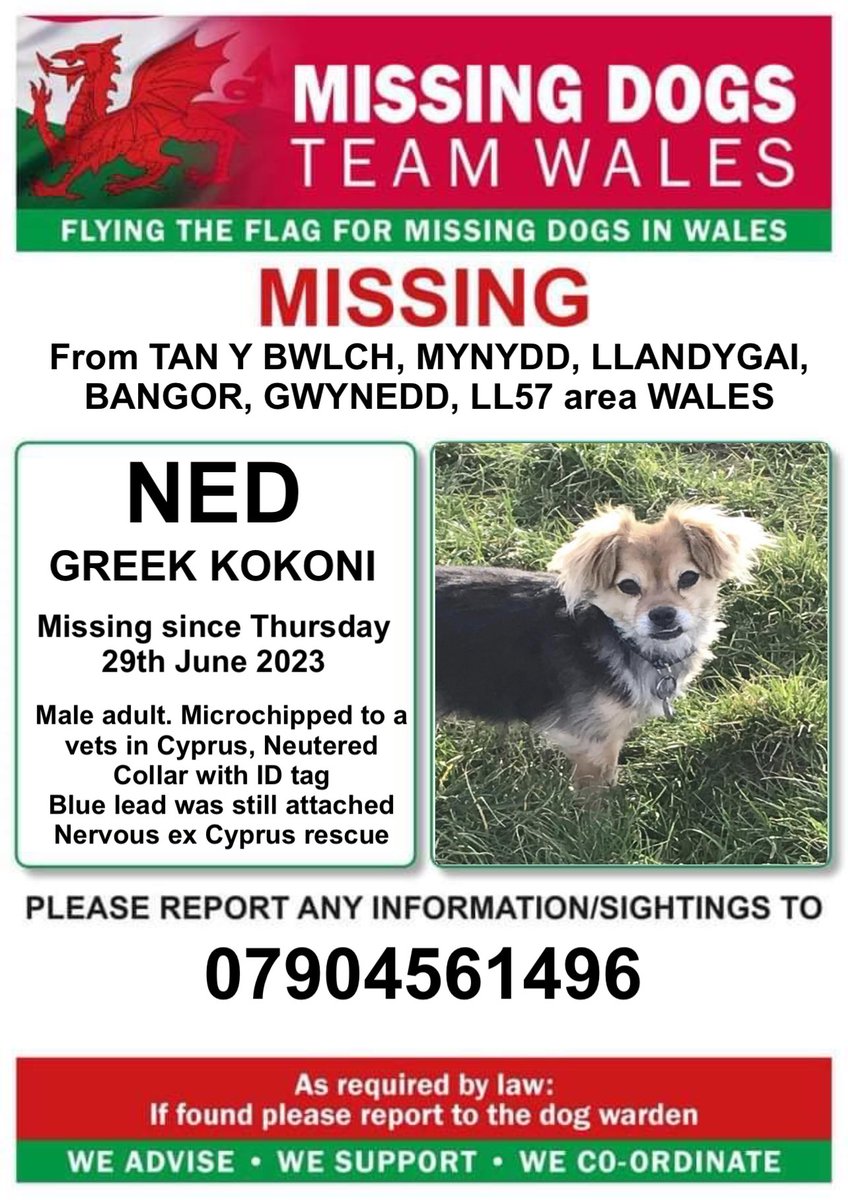 missingdogwales's tweet photo. ‼️NED AN EX CYPRUS RESCUE IS MISSING IN AN UNFAMILIAR AREA 
TAN Y BWLCH, #LLANYGAI, #BANGOR, #GWYNEDD, #LL57 area #WALES‼️
Microchipped and Neutered 

‼️Nervous 
‼️‼️PLEASE DO NOT CALL, CHASE OR ATTEMPT TO CATCH. RING NUMBER ON POSTER ASAP WITH ANY INFORMATION/SIGHTINGS https://t.co/85nOFt4uXx