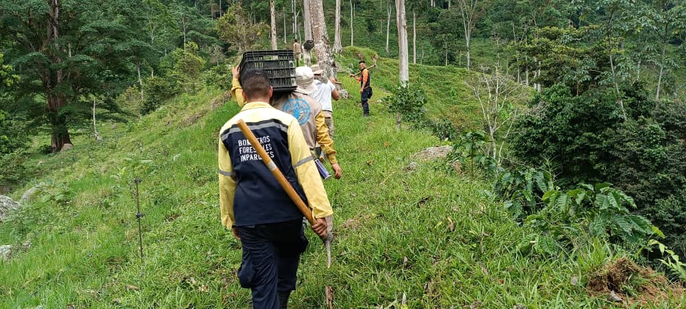 FAO_Venezuela's tweet photo. ENTÉRATE Como parte de las estrategias del proyecto #PaisajesAndinosVe, @FAO_Venezuela junto a instituciones del Estado, académicas y la comunidad, realizó jornada de reforestación de 691 especies forestales🌲 y frutales🍒 en Mérida, para la restauración de áreas productivas. https://t.co/wsQcDo0GPy