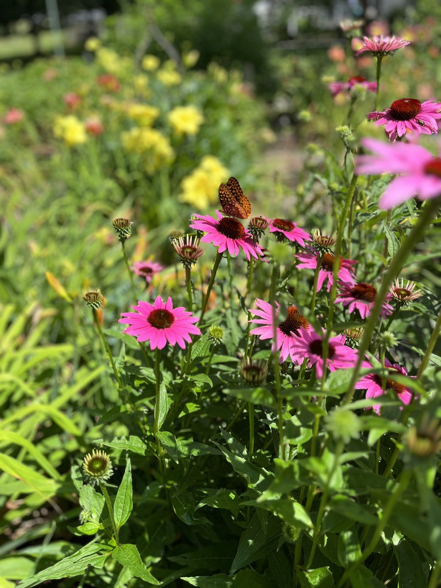 A painted lady butterfly on echinacea flowers. #gardendc #flowerfriday #coneflower #dmv #butterflygarden #echinacea #bloomcore #gardenforwildlife #butterfly🦋