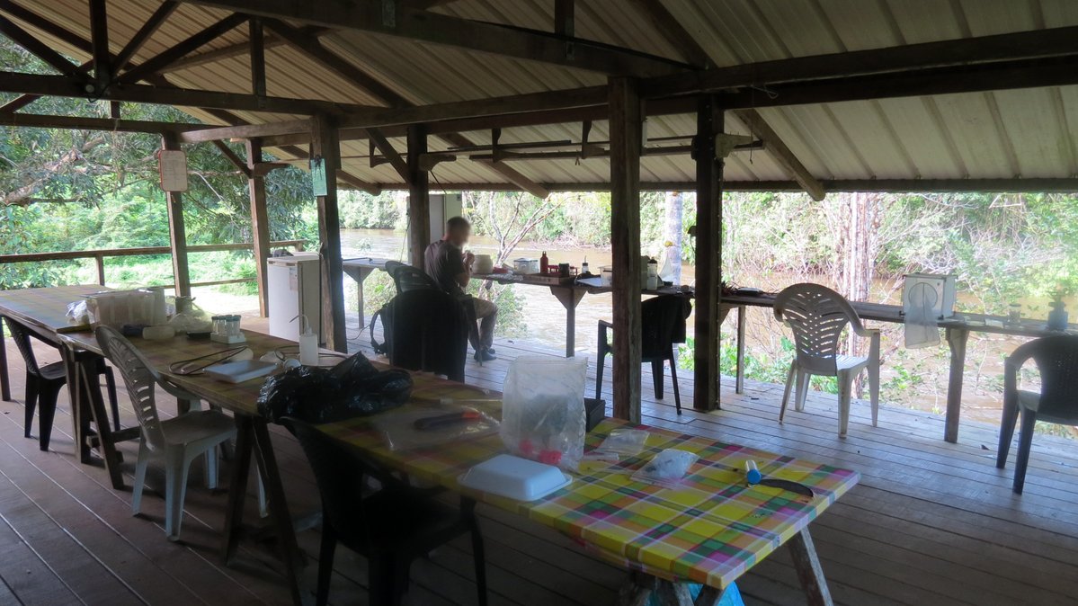 Station de recherche des Nouragues - LEEISA - CNRS tweet media