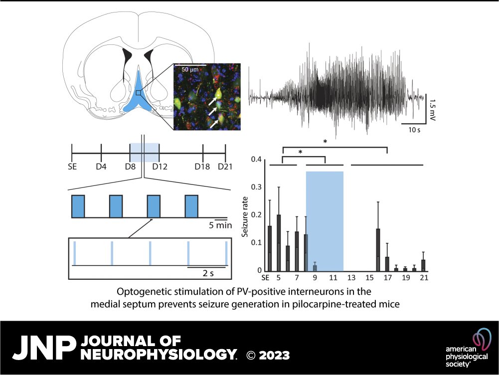JNeurophysiol's tweet image. 📖Optogenetic activation of septal inhibitory cells abates focal seizures by Maxime Lévesque et al.

🖱ow.ly/mrp550OBgB8

#hippocampus #interneurons #MedialSeptum #MesialTemporalLobeEpilepsy #optogenetics