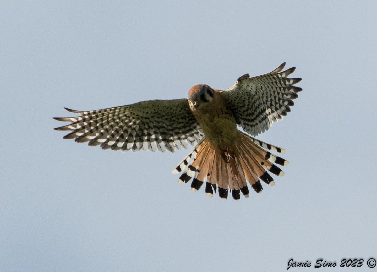 frontrangebird's tweet image. Seed Sale Extended! - mailchi.mp/frontrangebird…