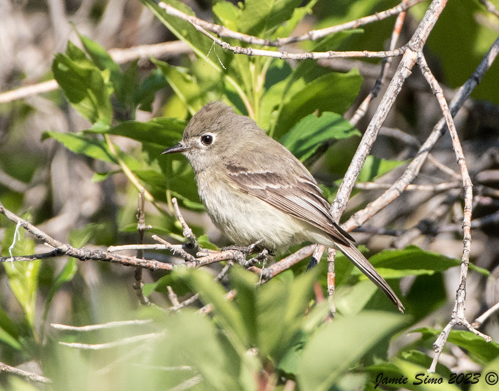 frontrangebird's tweet image. Seed Sale Extended! - mailchi.mp/frontrangebird…