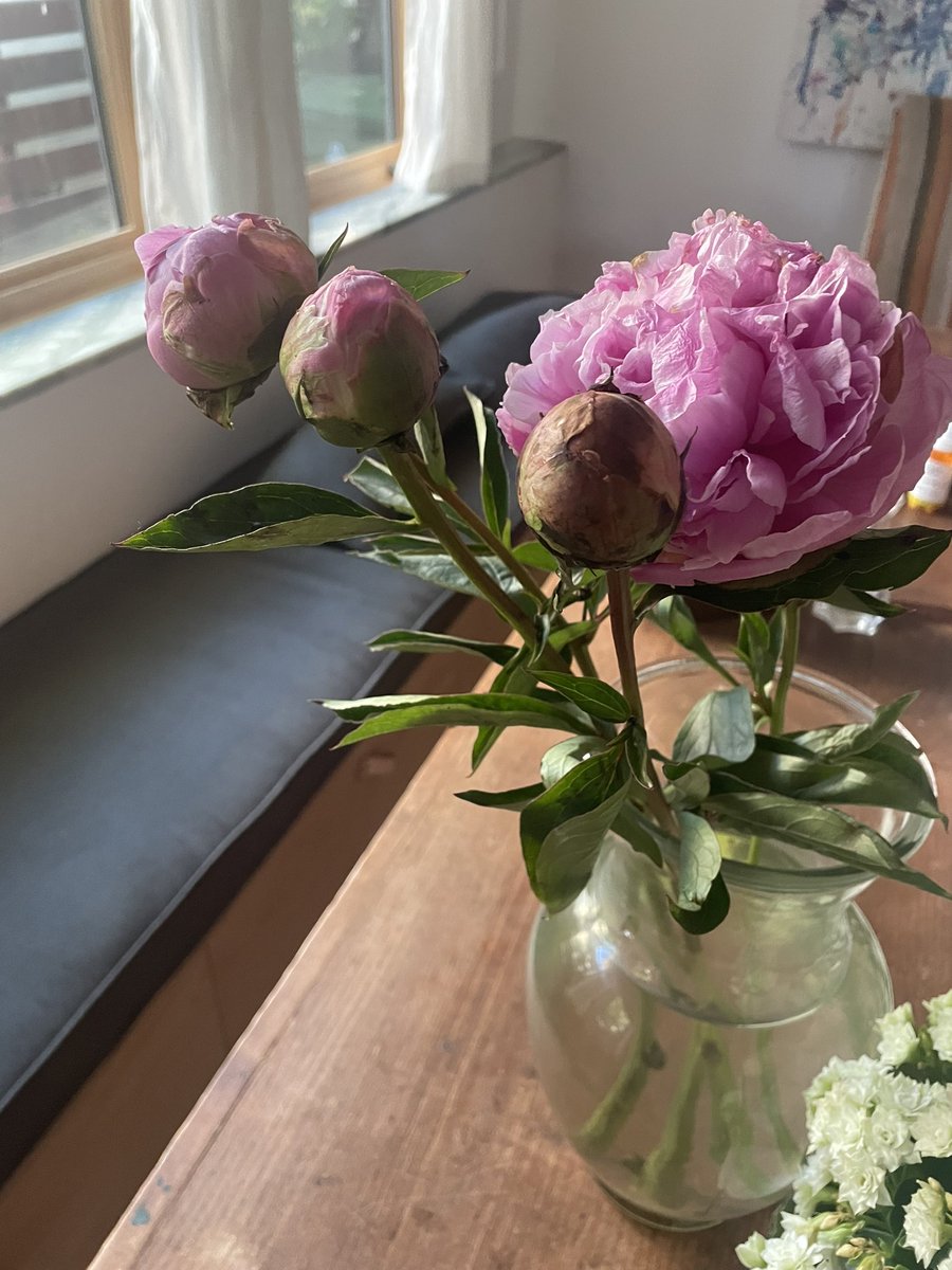 KarenTumlin's tweet photo. Last day of term, last #SCOTUSWatch peonies. Draw your own metaphors. https://t.co/TIvYxRslK5