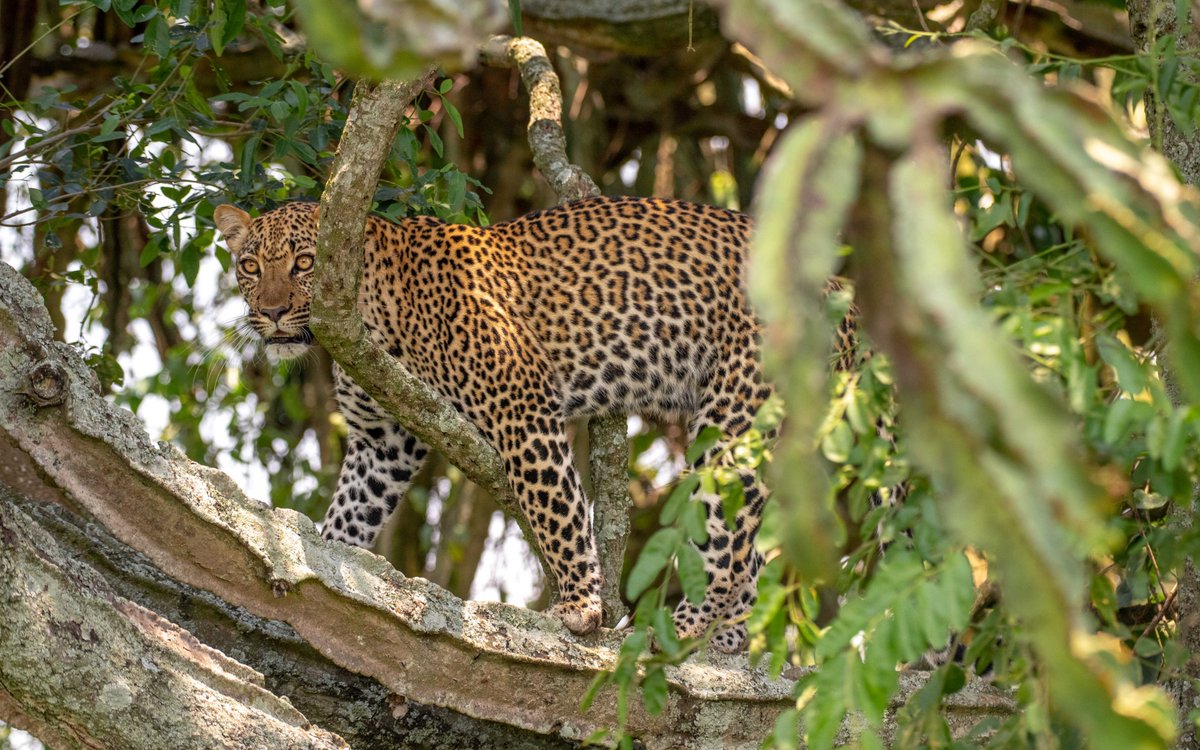 exclusive_uga's tweet photo. Leopards can be found in a number of national parks in Uganda including Murchison falls, Queen Elizabeth, Kidepo, Semiliki and Lake Mburo National Parks, They are very solitary animal and are very rarely seen in pairs

For More : Exclusive Uganda Safaris
https://t.co/ctP8xYMqLl https://t.co/rlpaVF9kQN