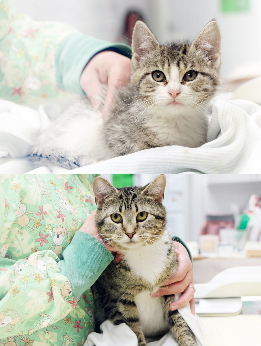 TheNHES's tweet photo. It’s been a pretty wild month for our kitties, and even though today is the last day to donate, it’s not too late! Please donate if you can by going to: https://t.co/XMjl4uKbhS https://t.co/625B0YyNP2