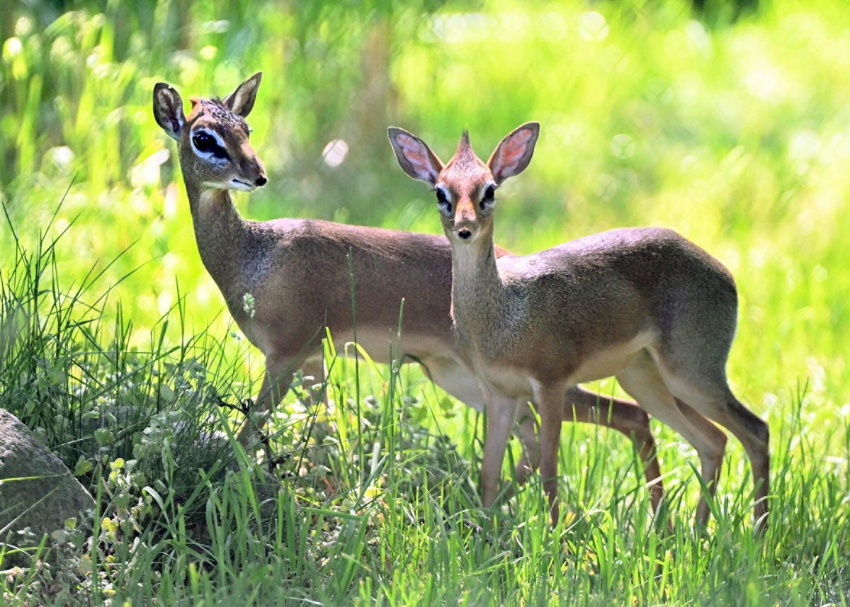 We've got some happy news to share for #GoodNewsFriday! 

Our dik-dik calf, born January 23 to mom Buttons (left), is nearly fully grown! The Kirk's dik-dik is one of the smallest antelopes in the animal kingdom.