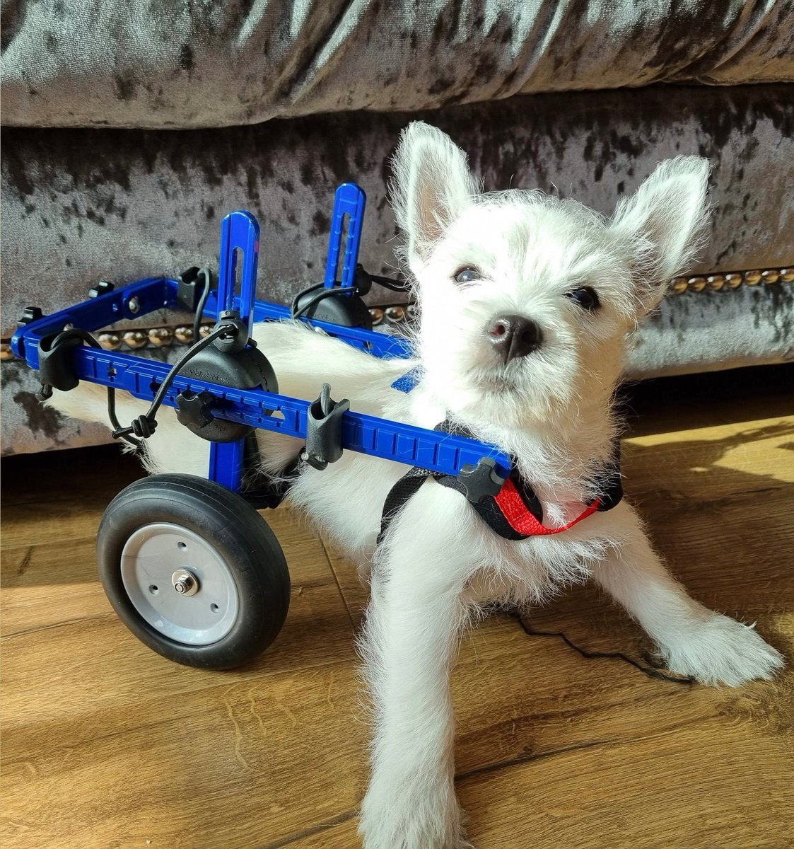 Se que tal vez no reciba muchos likes pero lo amo tanto!!
 Es hermoso y un guerrero...