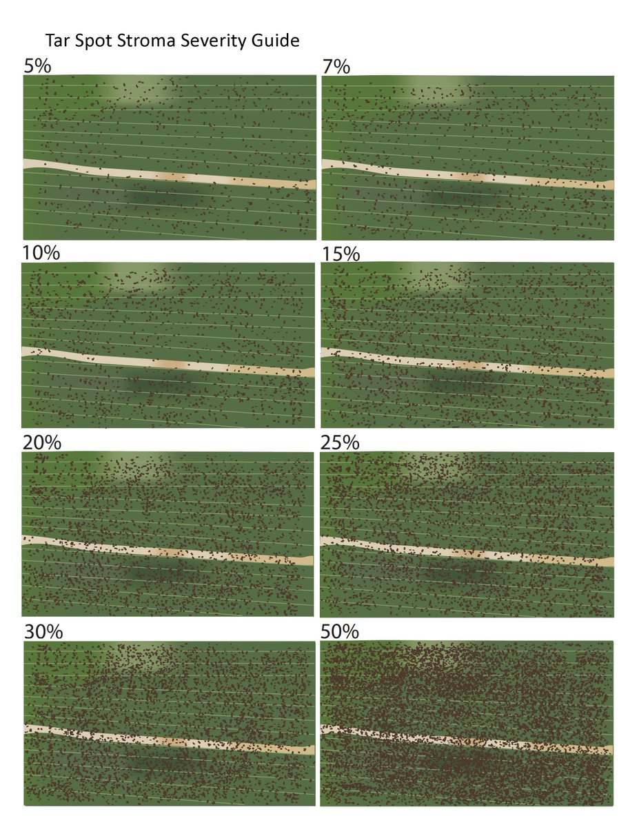CropNetwork's tweet photo. Tar spot severity guides from 5 to 50 percent. 

In-depth tar spot info from Extension at https://t.co/sfjNVZaf6n.

By @DTelenko @MartinChilvers1 @ILextension @dsmuelle @alisonrISU @badgercropdoc @ISU_IPM @AlbertTenuta and @cropdoc08. #AgTwitter #tarspot #corn #IPM