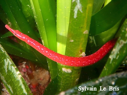 Spotted pipefish (Nerophis maculatus (Rafinesque, 1810)) is a species of #pipefish (of the family #Syngnathidae). 📸 from @inaturalist