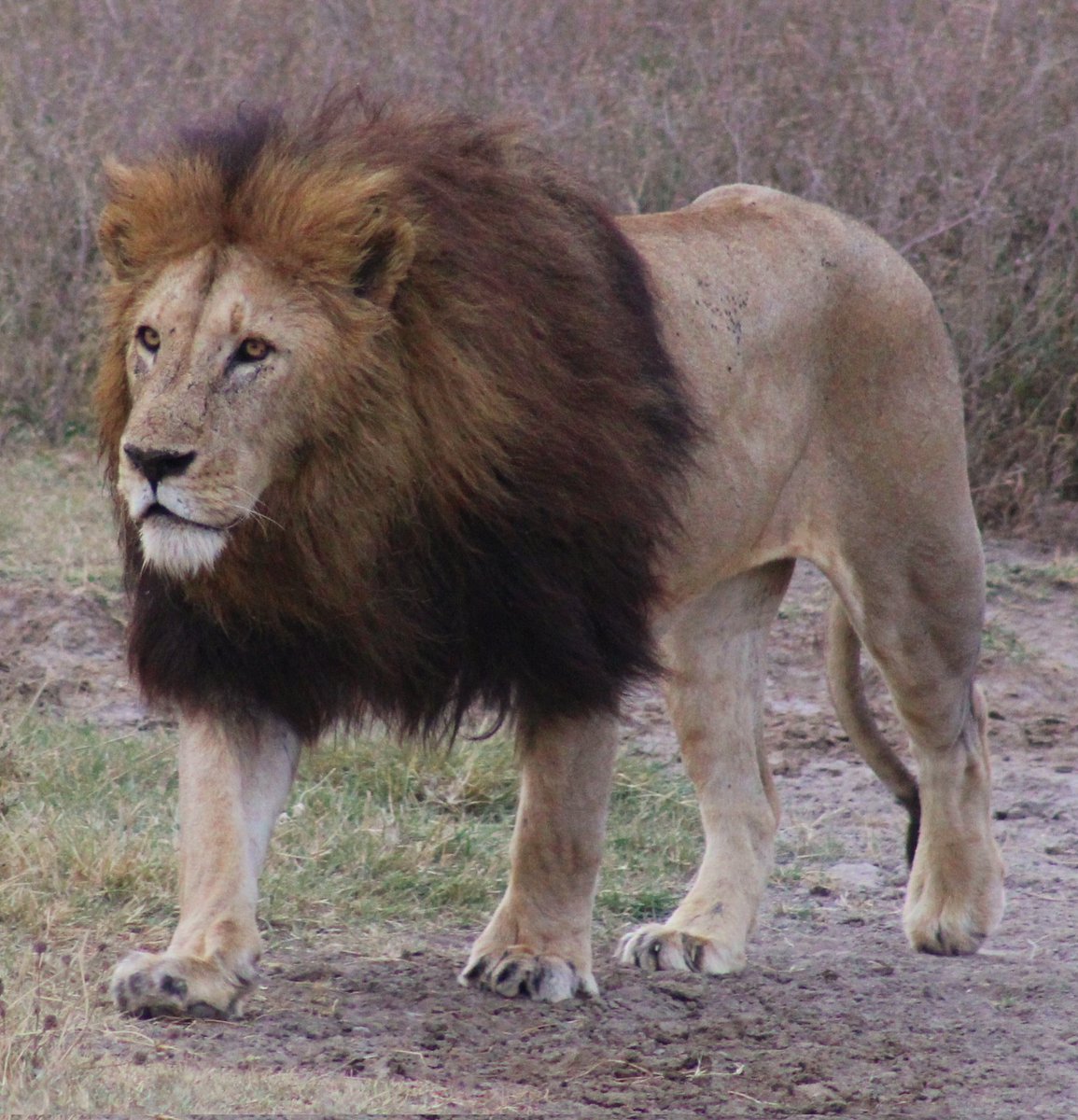 Well that two weeks went quickly. Truly amazing two weeks in Tanzania. Great experience and awe inspiring sights