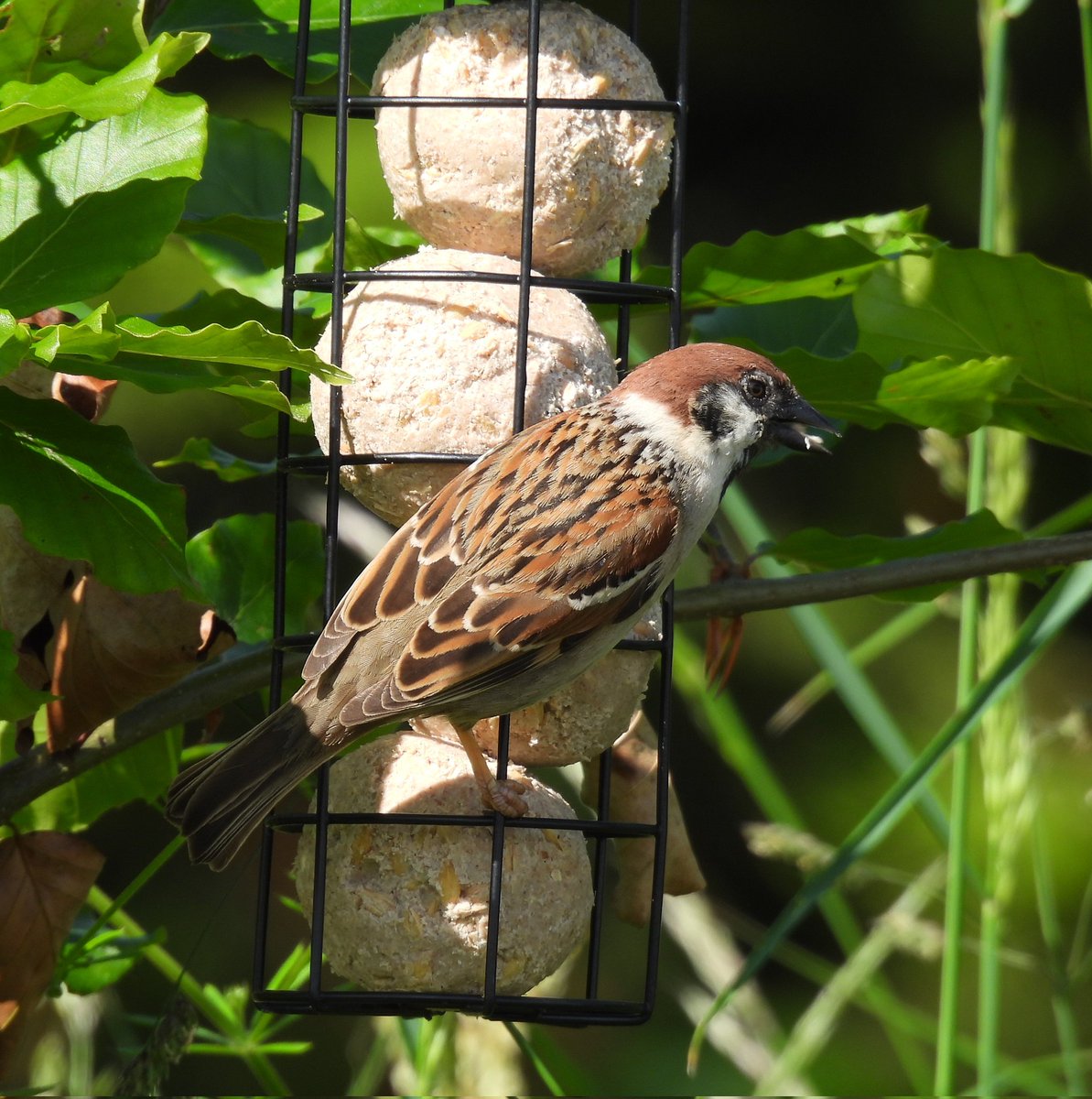 I put up a little fat ball feeder outside our holiday accommodation, it soon attracted the locals. #bluetit #treesparrow #30dayswild Day 30