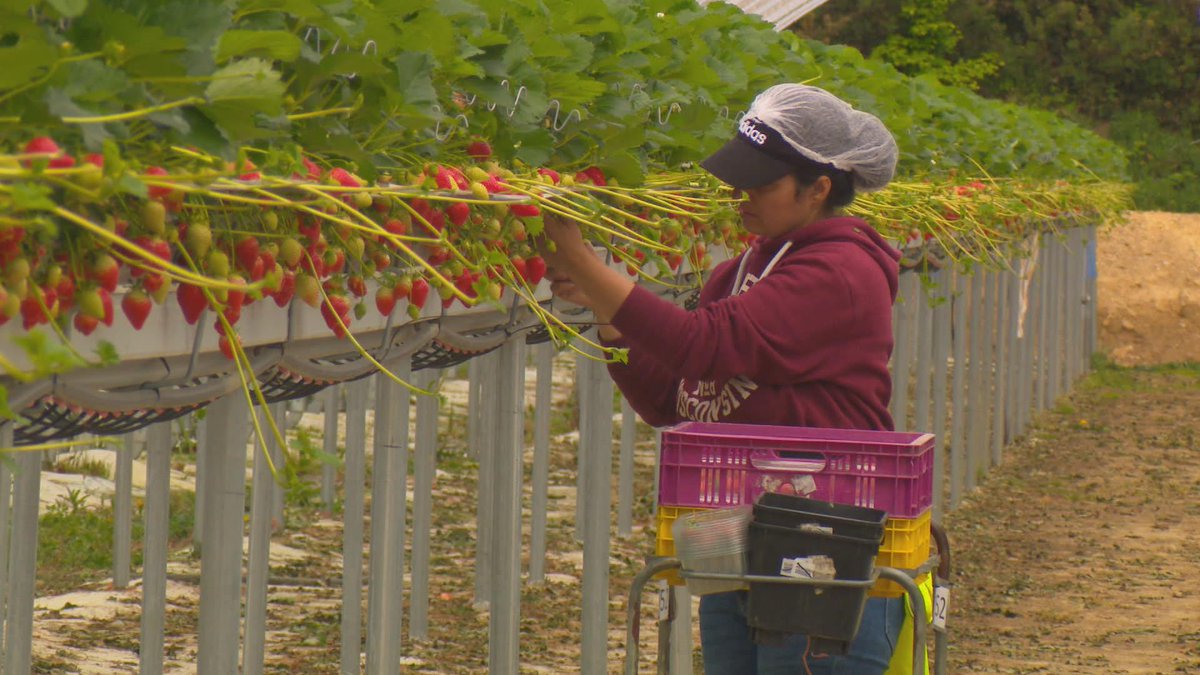 RTENationwide's tweet photo. Now that it's Summer we're all familiar with the sign for Wexford Strawberries for sale as we travel the roads of the country, we recently visited a Strawberry farm in  Co Wexford when they were busy on #RTENationwide Friday 30th June @RTEOne 7pm @WexfordHour @Wexford_People RT https://t.co/R65VJC8mmY