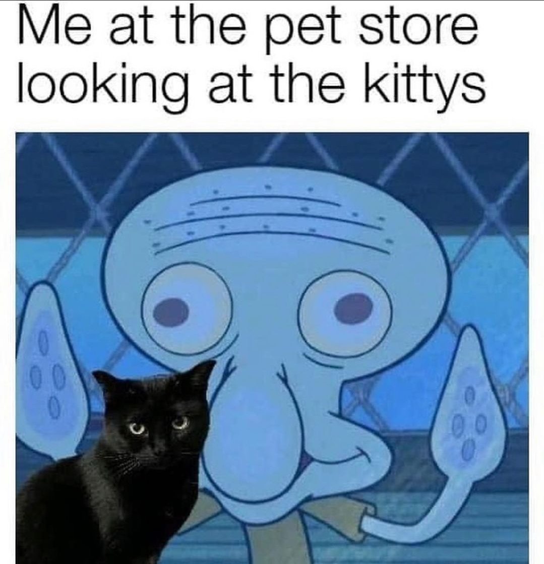 Meowsthing tweet picture