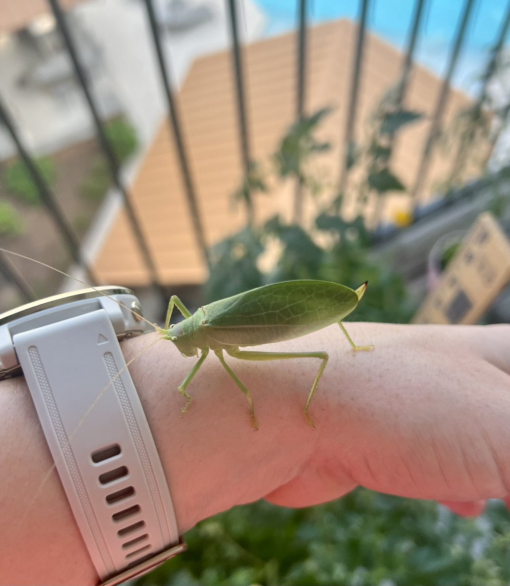 Erinn C. Larson (@erinnlarson1) on Twitter photo Started off today meeting a new friend with a stellar outfit! #bugs Started off today meeting a new friend with a stellar outfit! #bugs