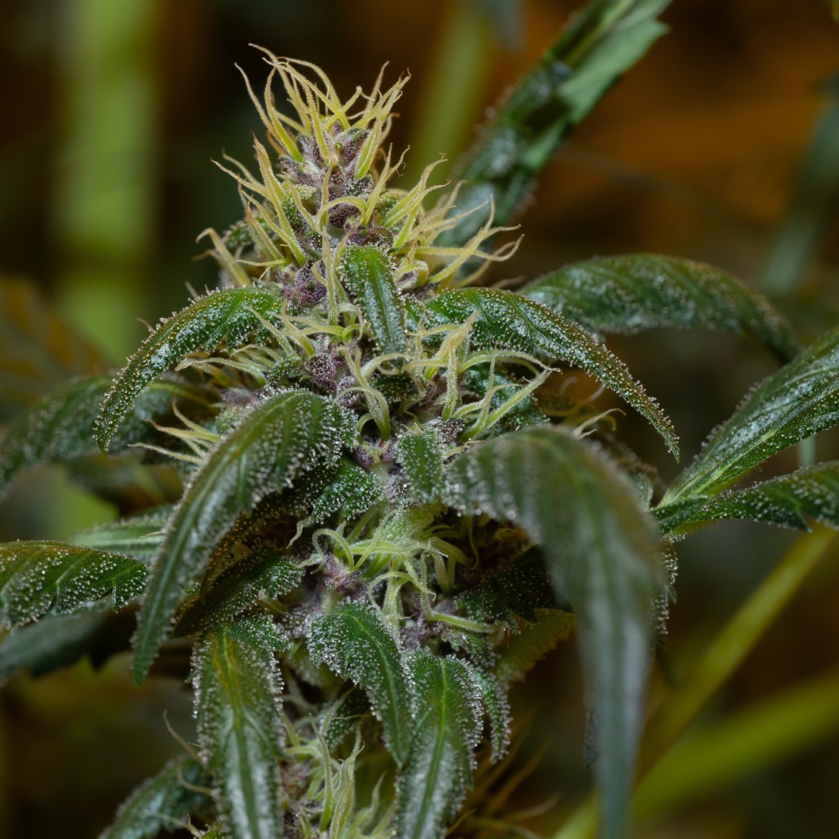 SensiSeeds's tweet photo. This young Mandarine Jam will eventually grow bushy with multiple sturdy branches that support XL yields. The bright purple hues adorning the buds make this strain stand apart from the pack.
||#SensiSeeds #SensiSeedsBreedingGrounds #MandarineJam #FatBeans https://t.co/O8R2WYDQ82