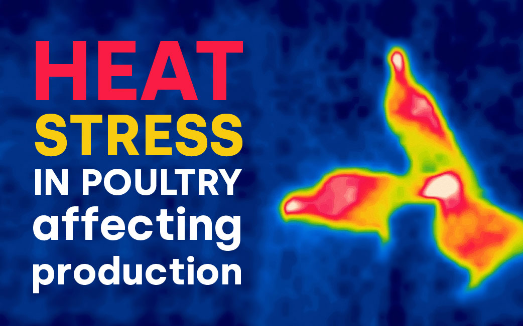 With new outlets predicting a heatwave in July, poultry farmers and keepers will be looking at tackling the challenges that arise with heat stress.

For more information, click here: bit.ly/44rPUfS

#news #poultry #heatstress #farmers #farming #agriculture #industry