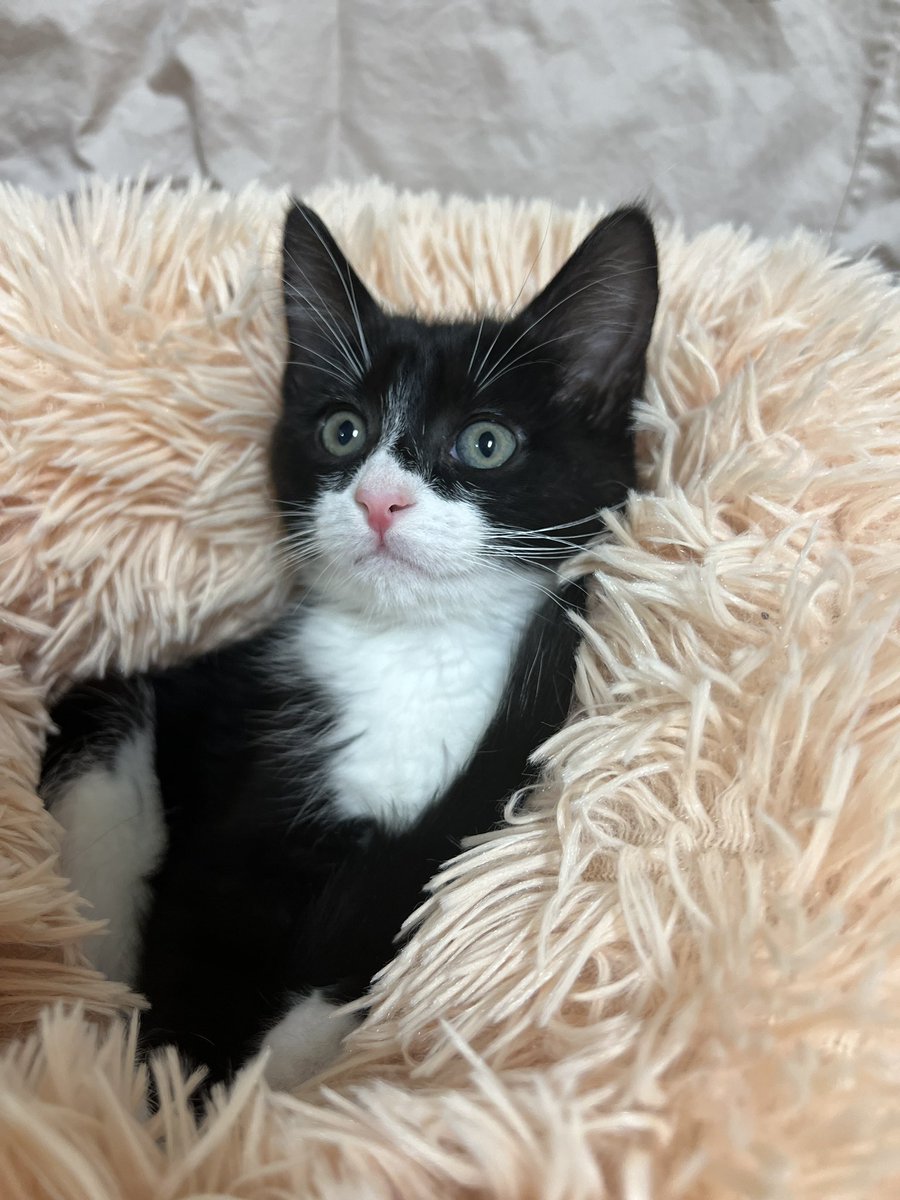 All you need to do is spend just one moment with Shamu and you will be in love. This adorable kitten, with her precious pink nose, has quickly won over the entire staff since coming to ARF. Super sweet &amp; friendly, Shamu is curious &amp; fun-filled, but she also loves a good cuddle.