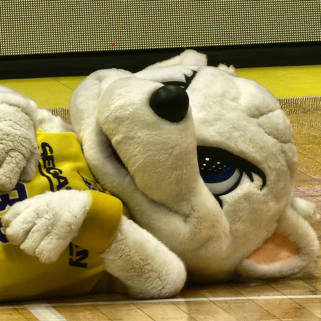 shareota36's tweet photo. 改めて、サンロッカーズファミリーのみなさん、今シーズンもありがとうございました!辛いこともあったけど、たくさん心揺さぶられて楽しい1年でした! #yuimentality は永遠💛🫱🏻🫲🏽💜
#サンロッカーズ渋谷
(つ∀-)オヤスミー https://t.co/3n7Anqp7mt