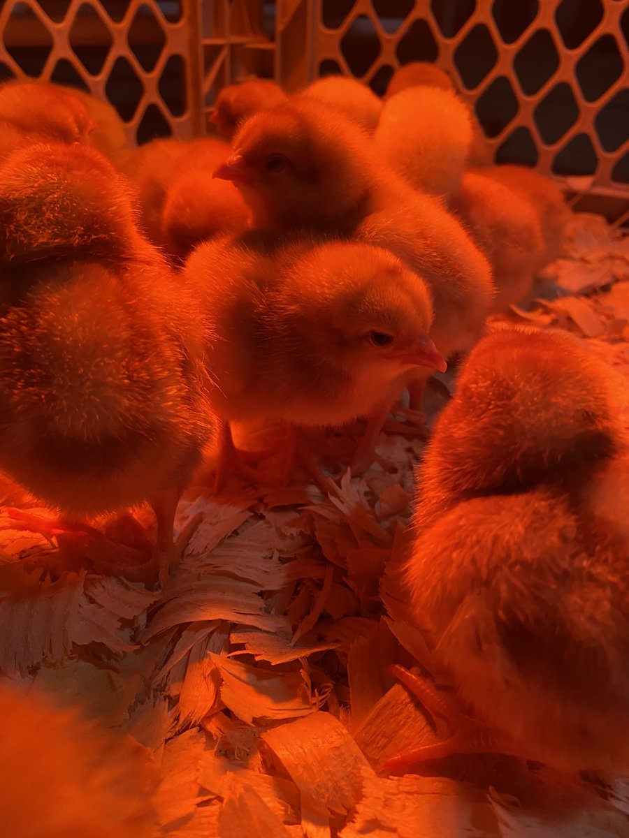 AnnieLionsHart's tweet image. New chicks are nothing short of adorable.🥺🥺🥺 #ChickenTender #chickens #farm #homestead