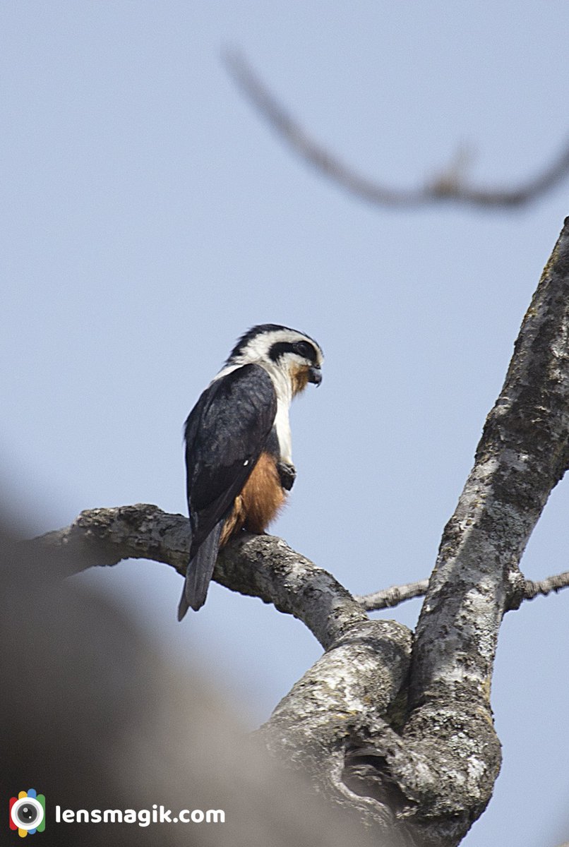 Collared Falconet bit.ly/3oZmQJh Smallest Falcon #collaredfalconet #falcon #falconsfoundinIndia #smallestfalcon #corbettnationalpark #raptors #birdsofprey #smallbird #birdwatchingasia #birdphotography