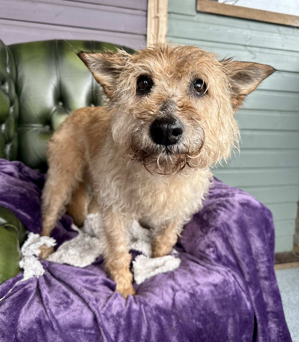 Dogs 4 Rescue tweet media