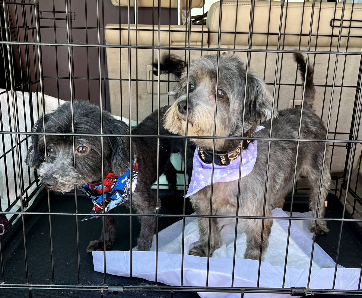 ForeverDreamSDS's tweet photo. Buster and Emma left the beginning of the week off on an adventure. Look how happy they are with their new forever family.❤️ https://t.co/YxmAELcHbw