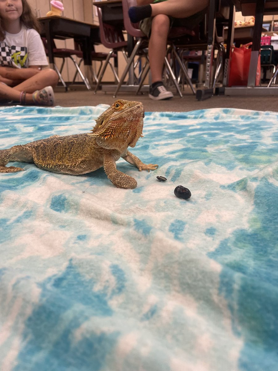 MsVanceTeach's tweet photo. We are ending summer school with a few visitors, a movie, treats, and beautiful flowers from a very special 1st grader! https://t.co/1pywaK1Lhl