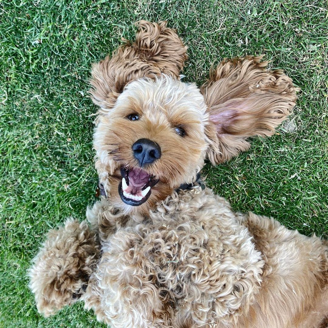 Fur Friend @topper_the_cockapoo is so happy to start the weekend off with a roll in the grass 🤗 Are you ready for the weekend???

#EvolvePets #ChooseEvolve #WeekendReady