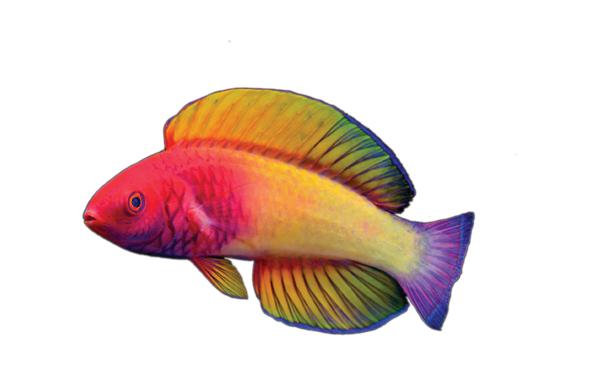 “Poetry needs science, which lifts the veil from nature, &amp; science needs poetry, which elaborates for public appreciation the beauty of the secrets that have been unveiled.”

– Algis Valiunas

Essay on this–&amp; the rose-veiled fairy wrasse–in this week's Wonder Wednesday (bio link)