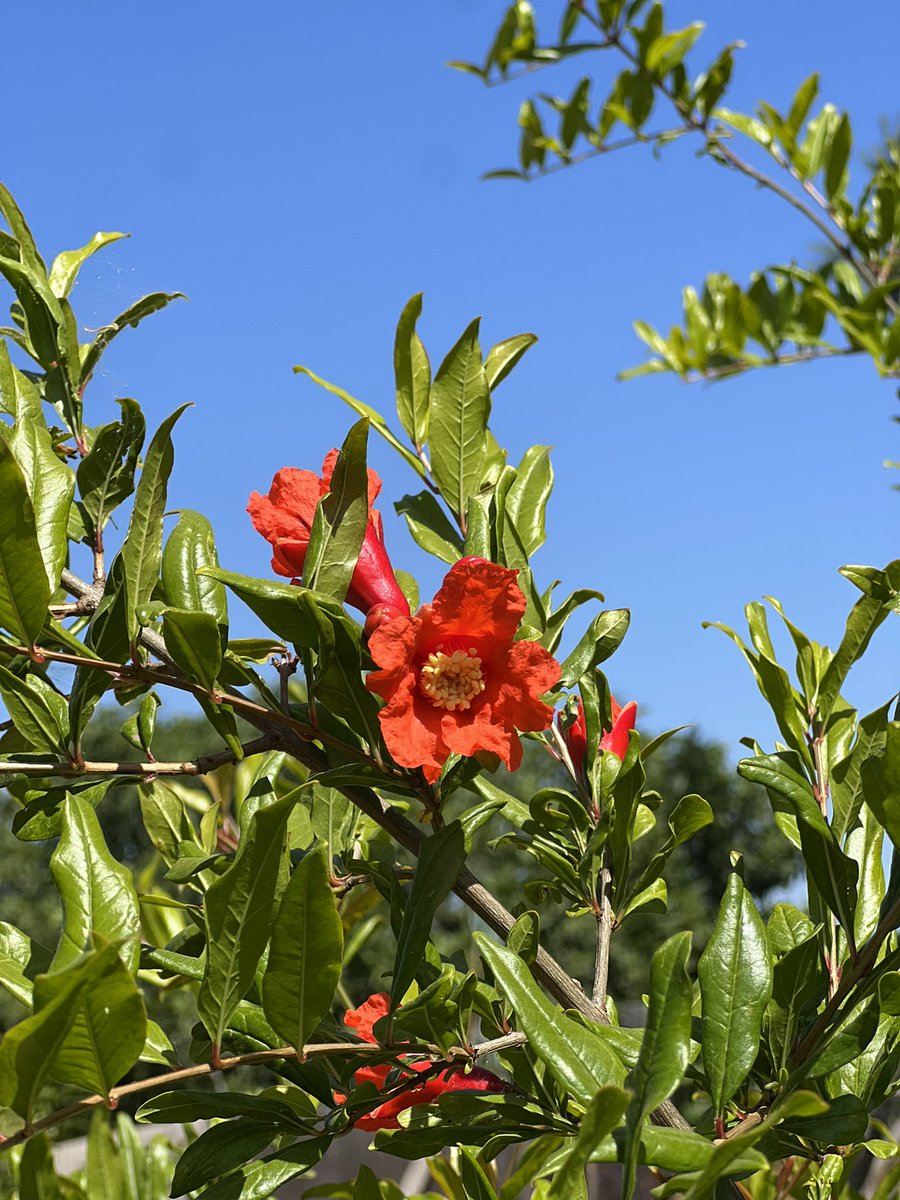 norcalrose's tweet photo. our first pomegranates, on 2 year old trees! variety: eversweet (supposed to be the sweetest!) Anxious to harvest come late September  
#fruitorchard #pomegranate #hobbyhomestead #agricultura https://t.co/OoEZ2EuTt8