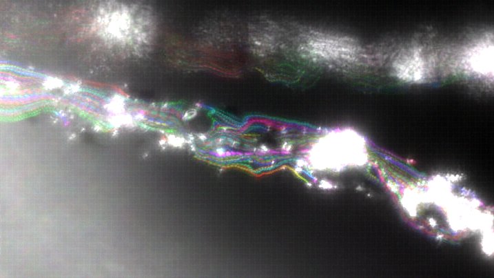 Endothelial cell meets microfiber, and the attraction is magnetic🧲! Check out Maggie and Harrison's work on a novel approach to rapidly produce organized capillary-scale networks within metabolically demanding engineered cardiac tissue constructs. onlinelibrary.wiley.com/doi/10.1002/ad…