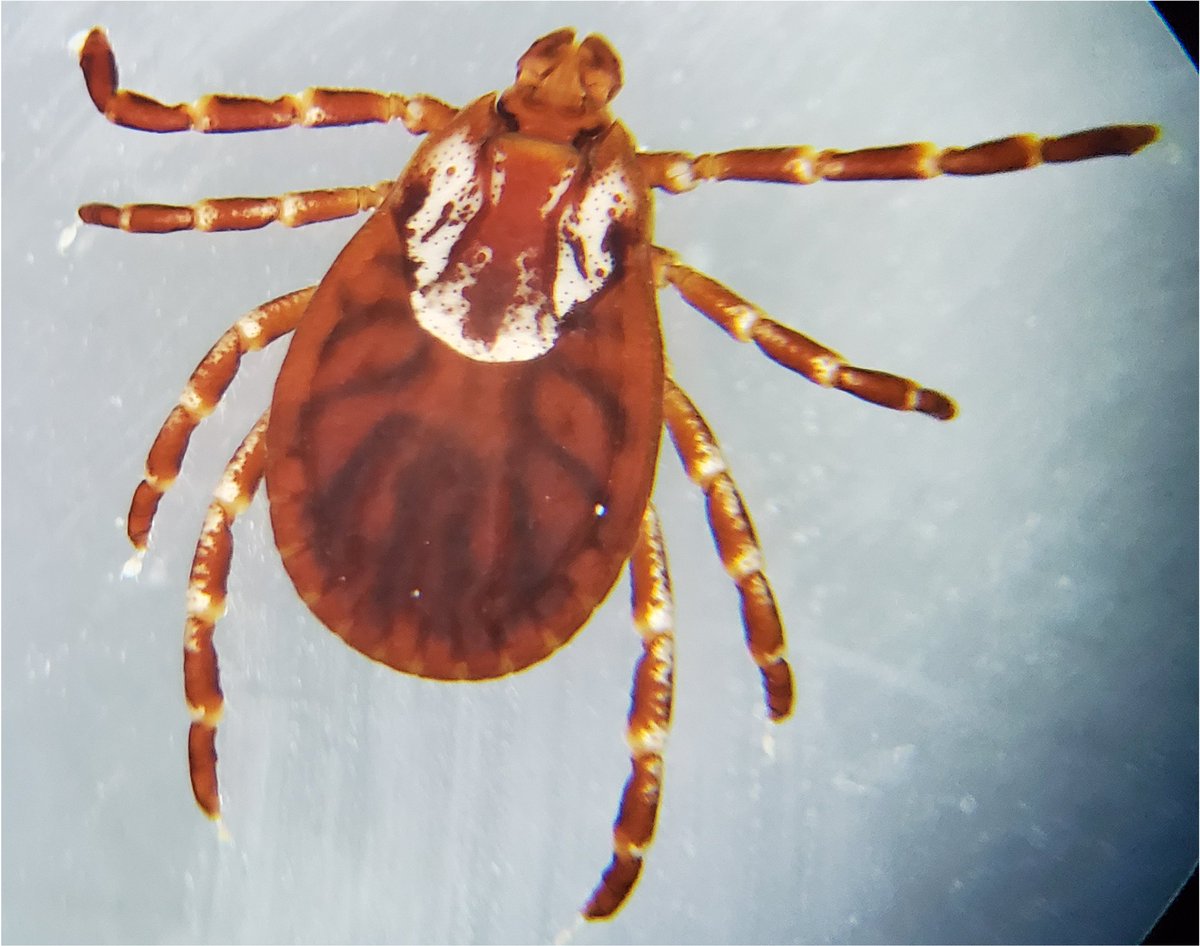 ITickUIUC's tweet photo. Ever seen one of these? Join us at the Danville Farmer's Market tomorrow to learn more about protecting yourself and your pets from #ticks like this https://t.co/8ys4mygO4m