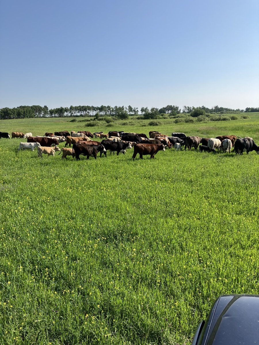 KJRaisbeck's tweet photo. Just turned the cows out on our organic cover crop and they’re loving it !#covercrop https://t.co/kOsFORH1Ag