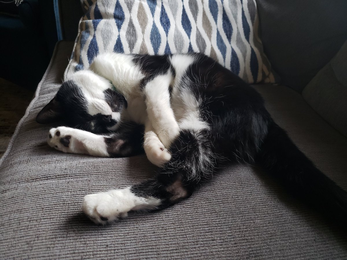 AlliePenn3's tweet photo. @LizWFab This is Zola. https://t.co/nNXVWAlZA3