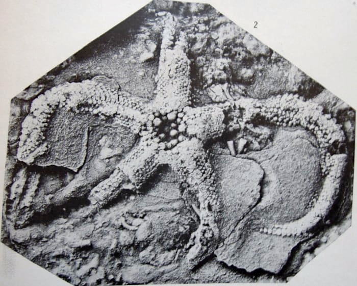 This #FossilFriday: Anthroosasterias huxleyi, an #Ordovician starfish from western #Newfoundland. I often talk about Newfoundland's #Ediacaran + #Cambrian palaeontology, but we're lucky enough to have spectacular fossils from several geological periods.  

photo: Schuchert 1915