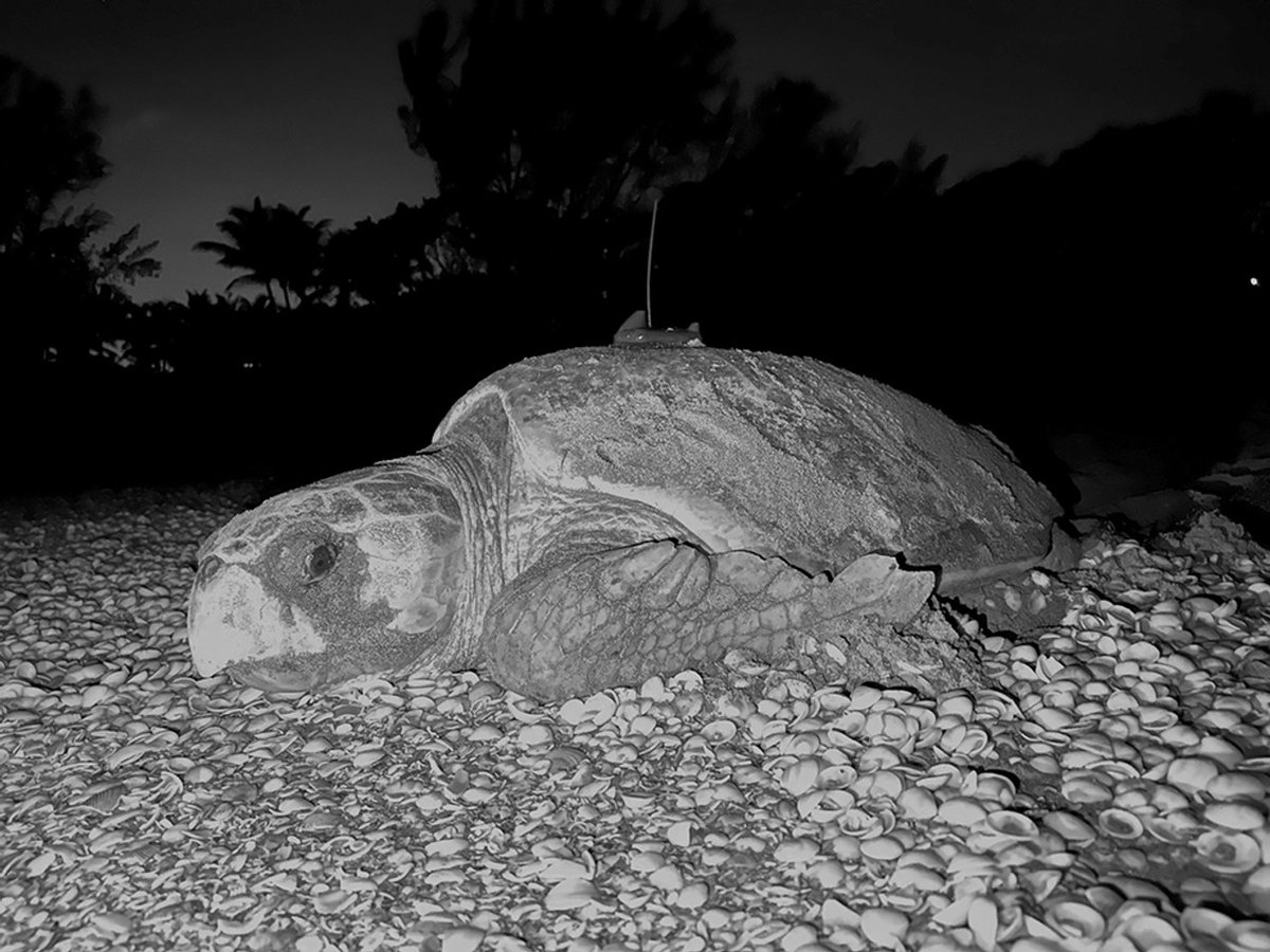 Meet Barbi, a nesting loggerhead sea turtle who is up for adoption! The data that's collected from her satellite will be used in various projects that are being conducted by our Research Department here at LMC! shop-marinelife.org/adopt-barbi/