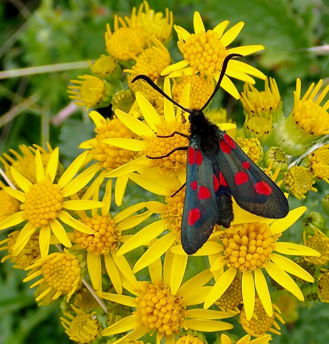 Ragwort is everywhere in the #Northumberland dunes at the moment which means munching cinnabar caterpillars and lounging Five-spot Burnet moths. @NEE_Naturalist 😀