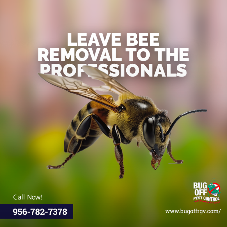 BugOffRGV's tweet image. Protecting our buzzing friends and your property - bee removal is done right with our trusted pest control service. Give us a call at 956-782-7378 and let us take care of the rest.