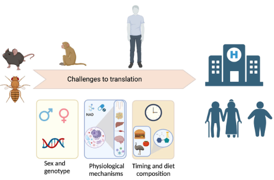 Lamming Lab (@lamminglab) on Twitter photo A whitepaper from a NIH workshop on "Dietary Composition, Time-Restricted Feeding and Associated Metabolic Reprogramming in Healthspan and Longevity Regulation" is now out in <a href="/Cell_Metabolism/">Cell Metabolism</a>. Thanks to all the co-authors especially <a href="/MariaMMihaylova/">Maria Mihaylova</a> sciencedirect.com/science/articl… A whitepaper from a NIH workshop on "Dietary Composition, Time-Restricted Feeding and Associated Metabolic Reprogramming in Healthspan and Longevity Regulation" is now out in <a href="/Cell_Metabolism/">Cell Metabolism</a>. Thanks to all the co-authors especially <a href="/MariaMMihaylova/">Maria Mihaylova</a> sciencedirect.com/science/articl…