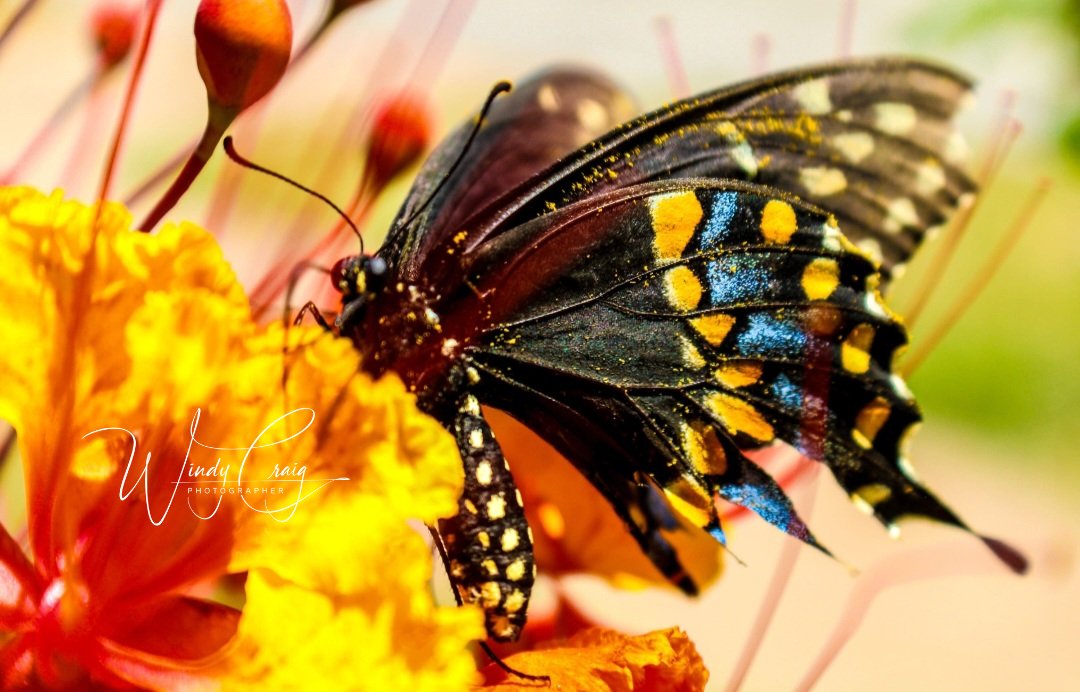 Spicebush Swallowtail etsy.com/listing/151383… #Butterfly #photography #TexasPhotographers #AustinTexas #AYearForArt #ArtMatters #BuyIntoArt #photography #photo #nature #naturephotography #GiftIdeas #TexasHillCountry #windycraig #GiftIdeas #WallArt