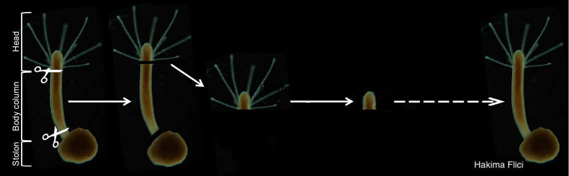 thecocodium's tweet image. Cellular senescence contributes to aging and inflammation, but a new @CellReports paper shows that senescent cells induce cellular #reprogramming in #Hydractinina #regeneration.

@m_ssaavedra @Hhorkan @Febrimarsa @BaxevanisLab Hakima Flici

doi.org/10.1016/j.celr…