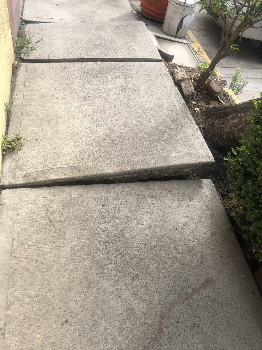 tsu_bker's tweet photo. Árbol a punto de caer, solicitamos de su apoyo @AlcaldiaAO sólo vienen a verlo pero no hacen nada. De ayer a hoy se inclinó más de 10 grados adicionales @lialimon @SEDEMA_CDMX @SGIRPC_CDMX @DPCyZAR_AAOB dirección: camino real a Toluca 1150, unidad Belen, https://t.co/sKS6OGt0dY https://t.co/eupjFY3juh
