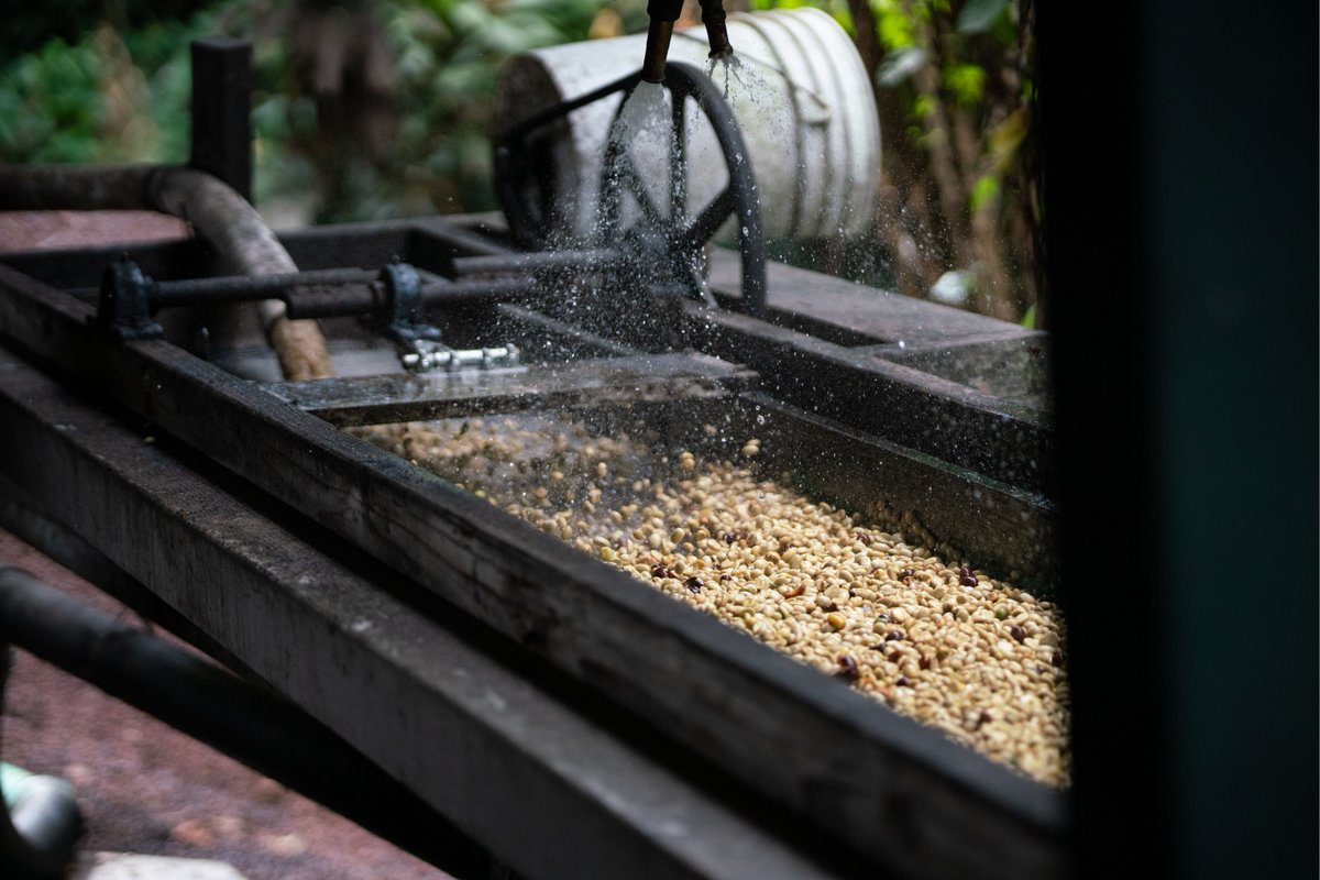 Big Island Coffee tweet media