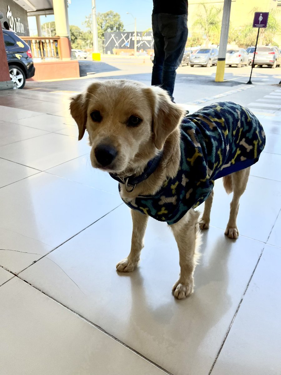 aagripinaa's tweet photo. Le encontré a este perrito en la puerta del Shopping Pinedo, tiene collar y ropita por eso asumo que tiene familia, el guardia me comentó que hace dos semanas aprox está acá y le dan de comer y cuidan. Es macho, súper cariñoso. Si por ahí se le perdió a alguien. 
RT porfi. https://t.co/qID6YqSgyk